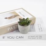 artificial succulent plant